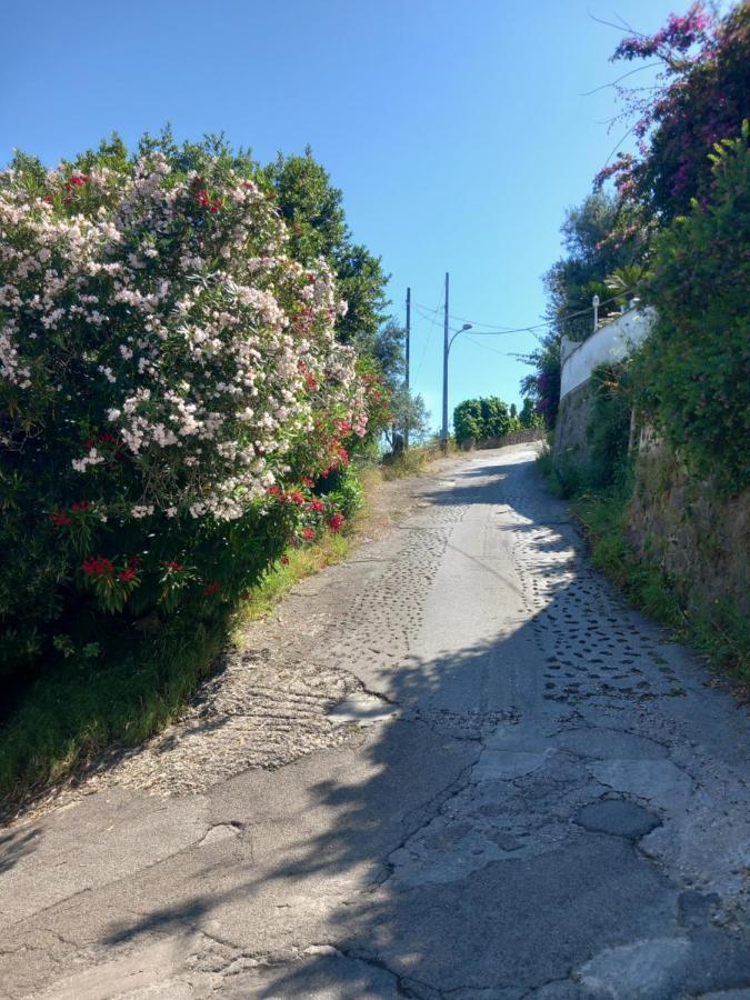 Forio di Ischia Villetta Panoramica מראה חיצוני תמונה